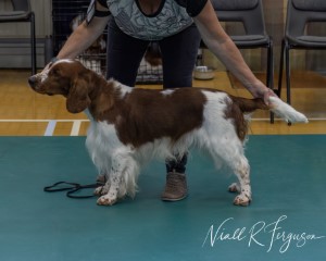 Yearling Dog